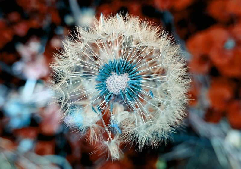 Wildflower Headpiece