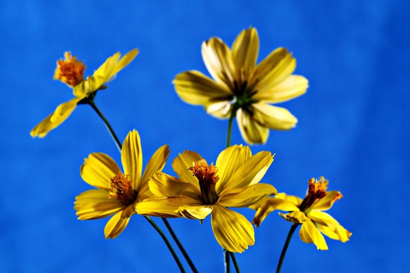 Macro Flower